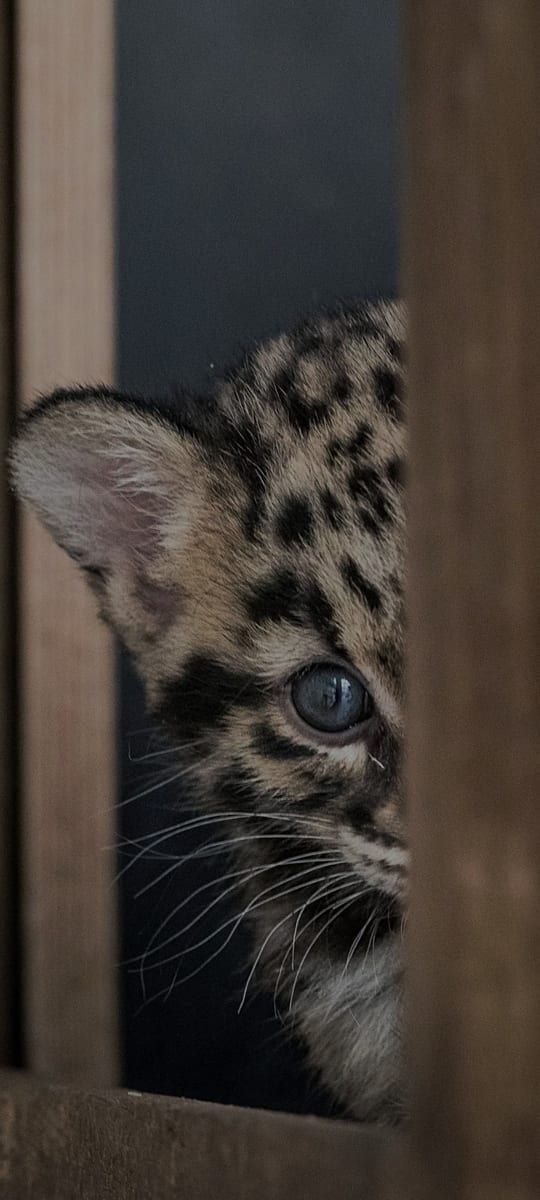 Profil von Zvonko